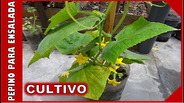 ¿Qué mata a las plantas de pepino?