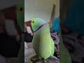 parrot sound 🦜🙏🦜#parrot #ringneckparrot #birds #parrottalking #nonstoptalkingparrot #mithukibatain🙏🙏