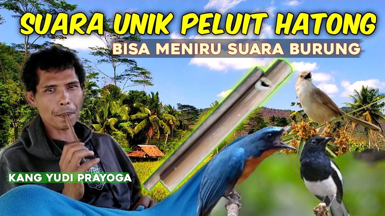 BISA MENIRU SUARA BURUNG TLEDEKAN GUNUNG‼️ KACER DAN CIBLEK⁉️ PELUIT HATONG