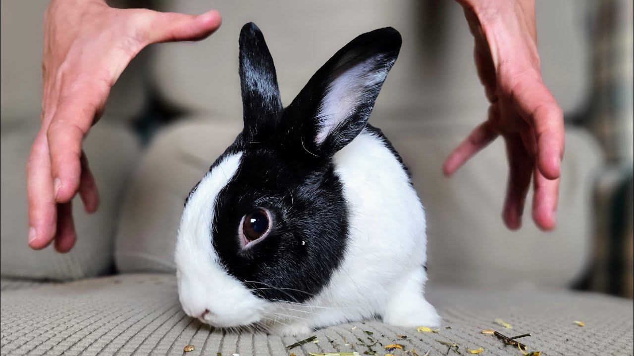 Rabbit HATES being picked up #30 - YouTube