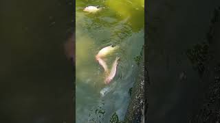 IKAN JUMBO #fish