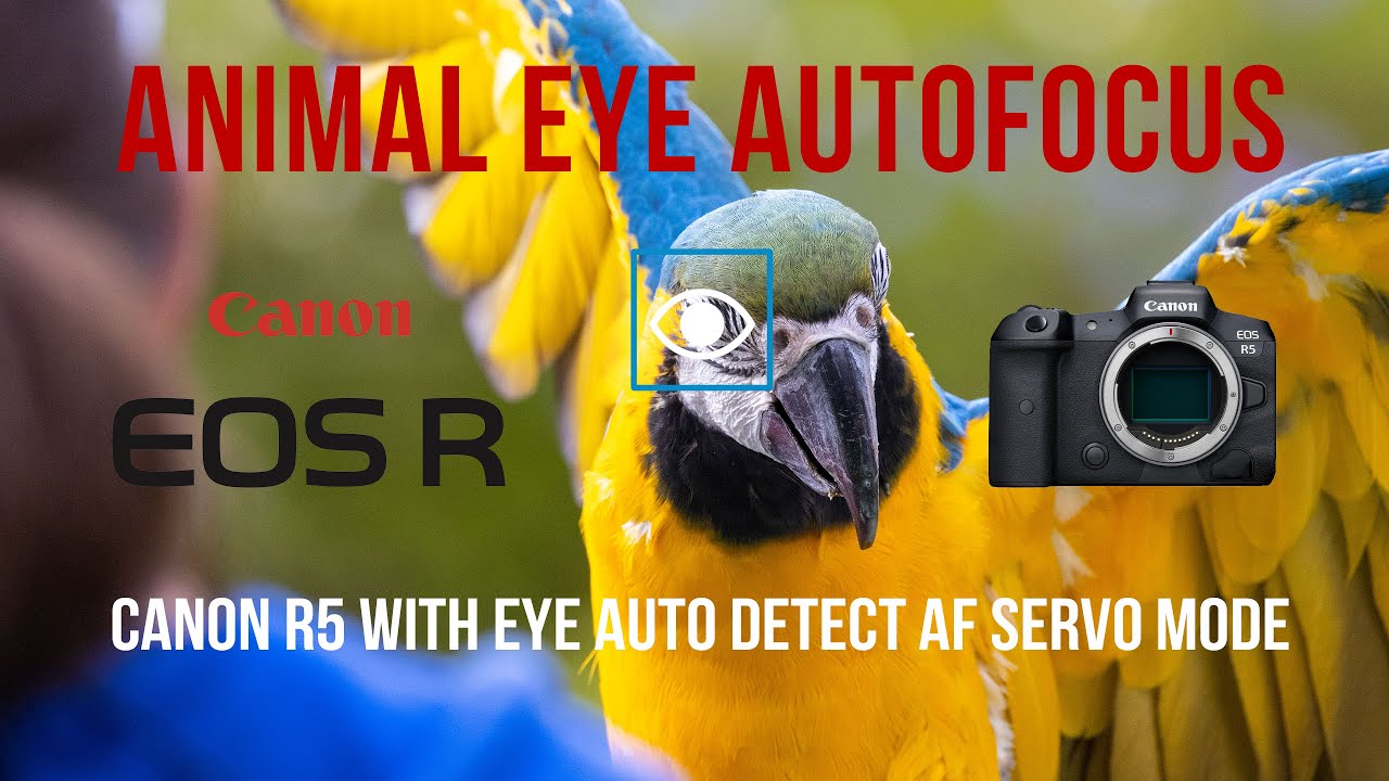 Canon R5 and RF100-500mm With Animal Eye Autofocus - YouTube