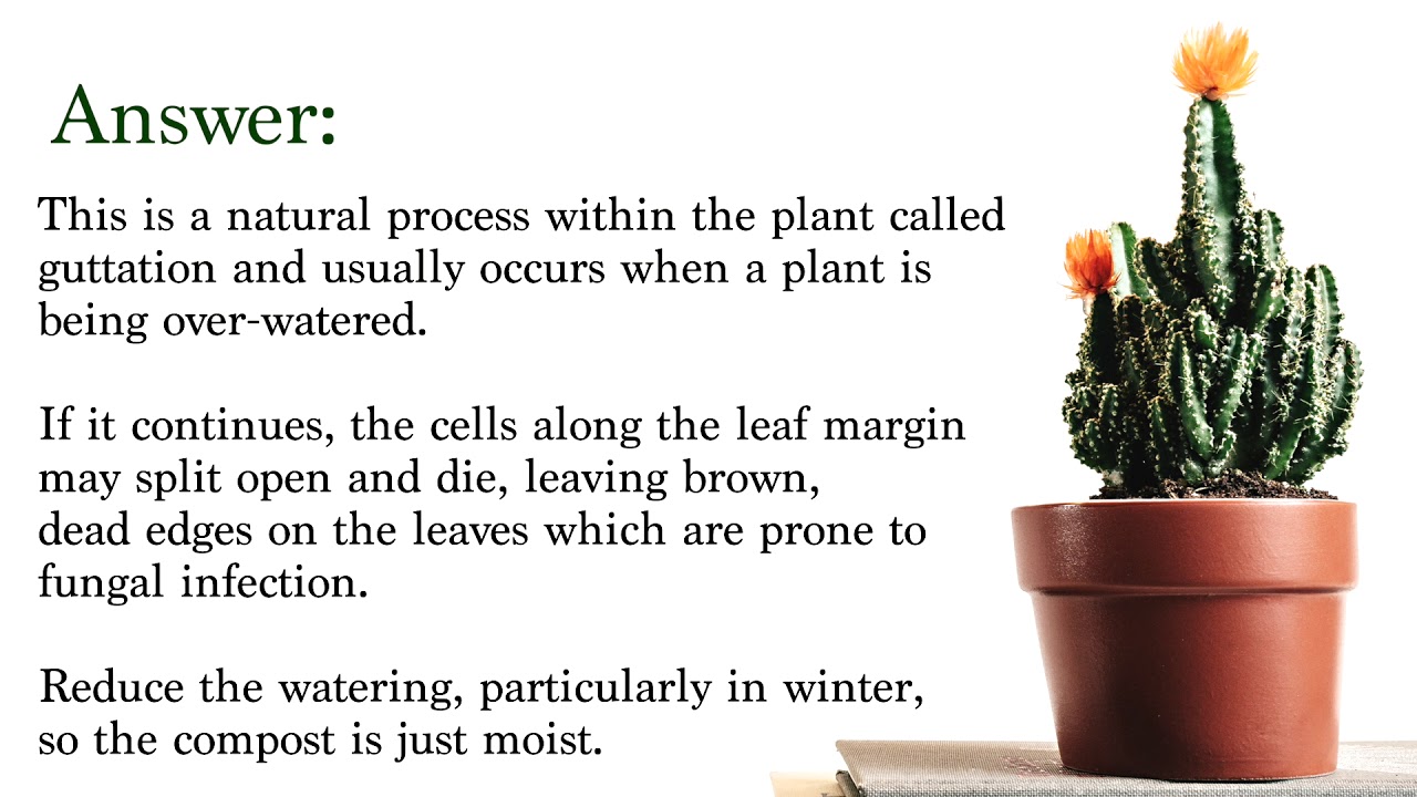 Garden Help My Swiss cheese plant drips water from the leaf margins