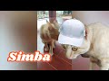 Simba S Adorable Cat Moments Simba S Adorable Cat Moments