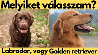 Labrador, vagy Golden retriever? Melyiket válasszam?