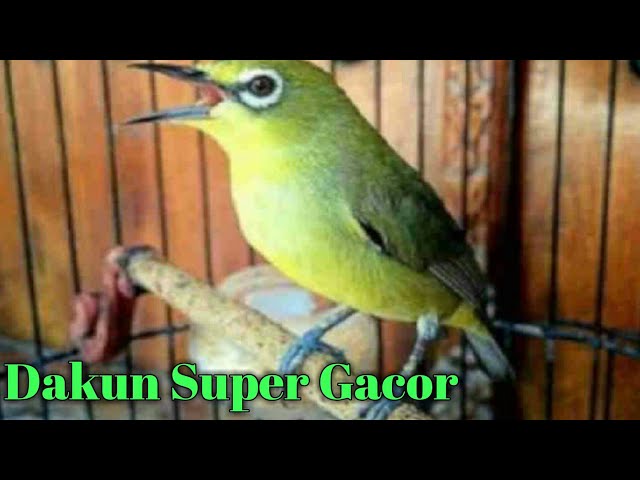 Pleci Gacor || Burung pleci #shorts class=