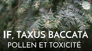 If, Taxus Baccata, Pollen Et Toxicité