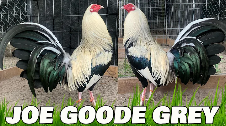 Nice Birds Oscar Santibanez Farm Houston Texas - J...