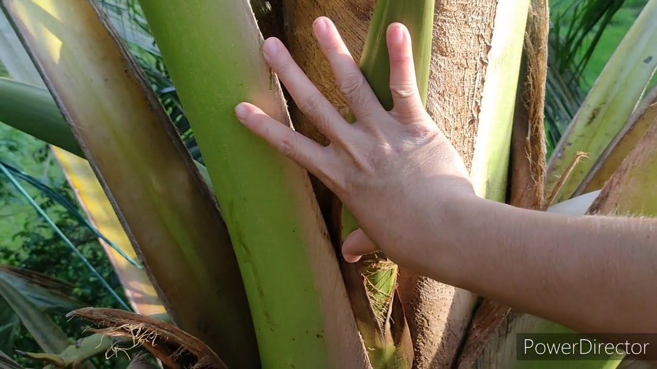 Paano ba payukuin ang puso ng niyog? | Paano magsimula sa 