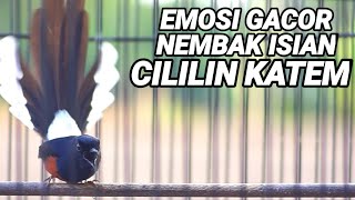 Download Lagu Langsung Nyaut dan Nembak dengan murai batu isian Cililin,Kapas tembak ini MP3 Download Lagu Langsung Nyaut dan Nembak dengan murai batu isian Cililin,Kapas tembak ini MP3