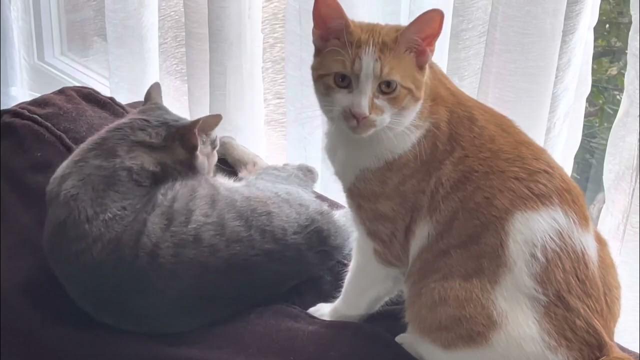Cats cleaning each other YouTube