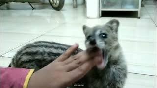 MUSANG RASE JINAK TOTAL