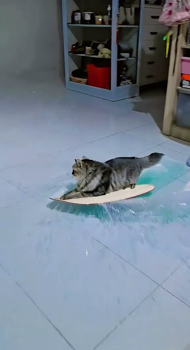 hai..my name is miu2.onty ongkel subcribe dan like ya🐯#fypシ #kucinglucu #kucingpersia