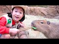 Boram et papa jouent avec des animaux sauvages