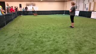 4 1/4 month old Rhodesian ridgeback lure coursing