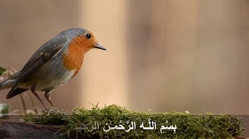 سورة المسد / هزاع البلوشي