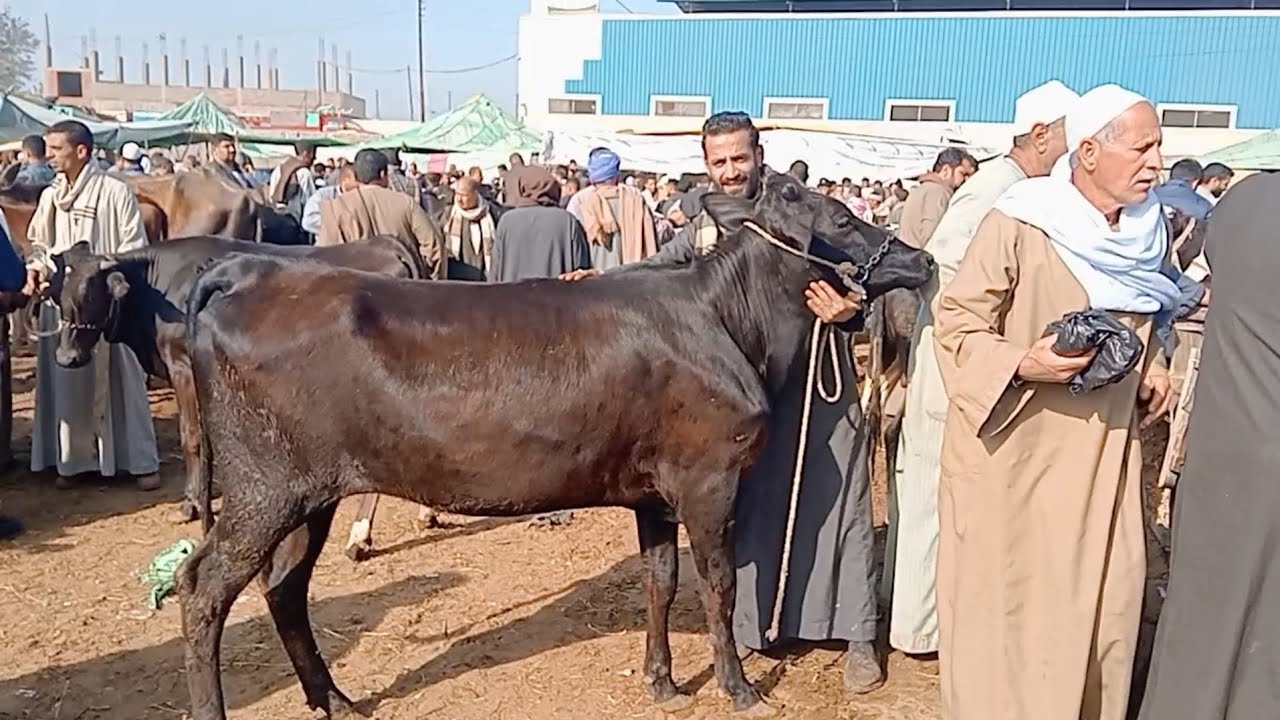 اسعار العجميات البقري اللحم مع عبد الحليم قنديل في سوق التوفيقيه بحيره يوم 16/4/2025