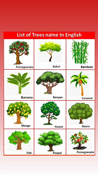 Trees Name in English With Picture 🌲 | Vocabulary #shorts