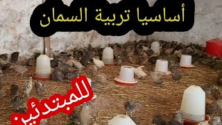 معلومات هامة في تربية السمان للمبتدئين