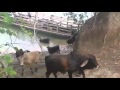 Cruze de ganado de Guatemala a México
