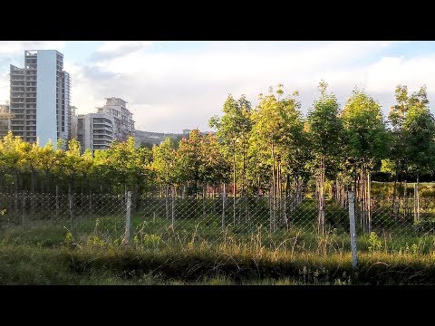 თბილისში 50 ჯიშის ხე დაირგვება