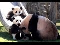パンダの良浜&桜浜&桃浜☆親子屋外デビュー２ ママと遊ぶ♪　Giant panda -Rauhin&Ouhin&Touhin-
