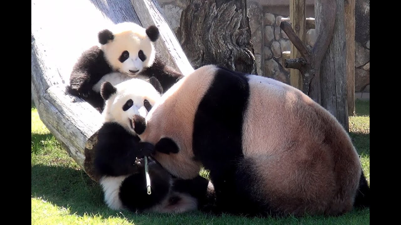 パンダの良浜&桜浜&桃浜☆親子屋外デビュー２ ママと遊ぶ♪　Giant panda -Rauhin&Ouhin&Touhin-
