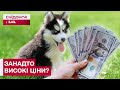ТИСЯЧІ ДОЛАРІВ ЗА ЦУЦИКІВ: з чого формуються ціни на собак?