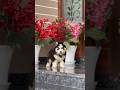 Blue Eyes Siberian Husky Puppy | Viral Short 🐾 #shorts #ytshorts #viral