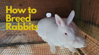 How to BREED MEAT RABBITS!! Part 1 on rasing RABBITS by Deadwood Rabbitry 330 views 2 months ago 7 minutes, 46 seconds