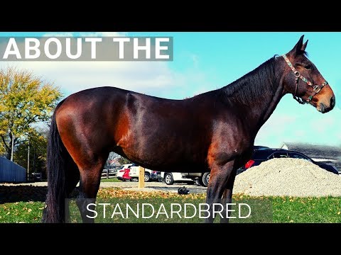 Video: Kunnen standaardgefokte paarden galopperen?