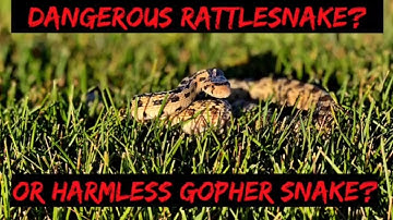 Dangerous Rattlesnake or Gopher Snake? How to tell the difference, Rattlesnake or Gopher Snake?