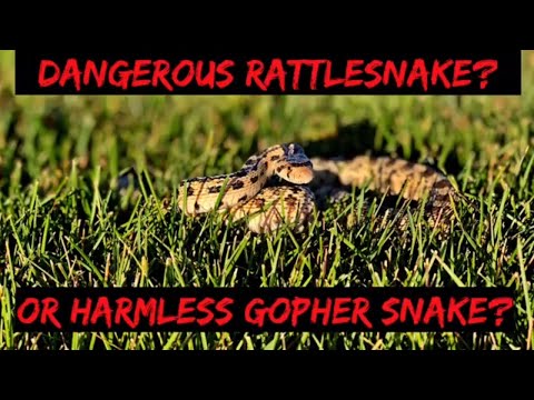 Dangerous Rattlesnake or Gopher Snake? How to tell the difference, Rattlesnake or Gopher Snake?