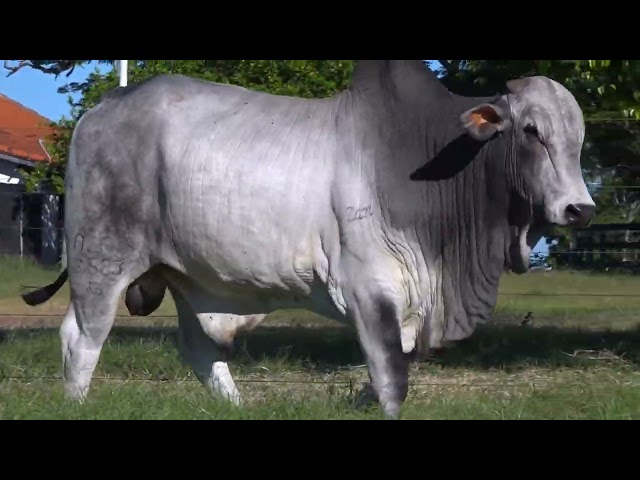 Lote 27   Leilão Touros Bela Alvorada Nelore Zan