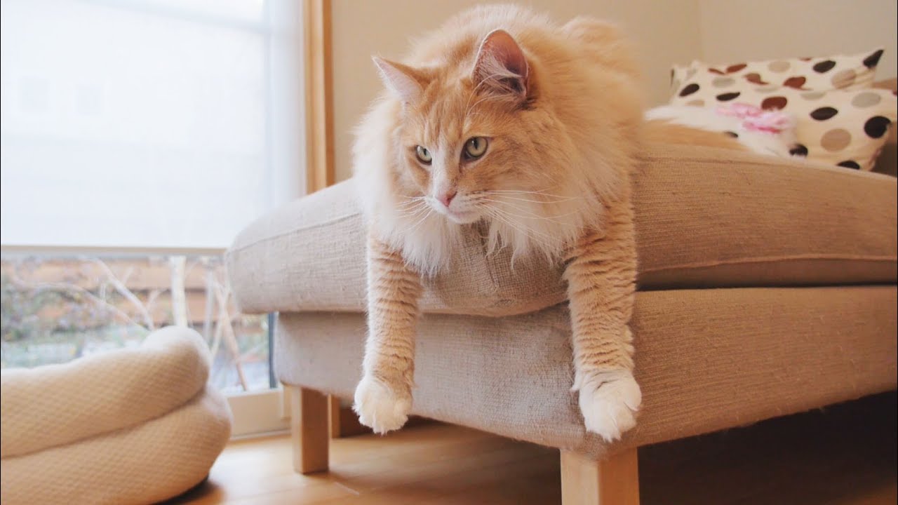 猫カフェ 横浜 How to relaxation of elegant 