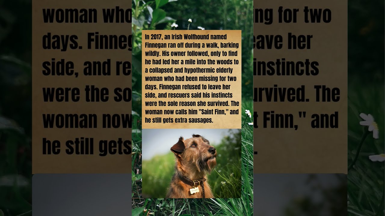 The Irish Wolfhound Wouldn T Stop Barking Then They Found Her Wholesome Wildlife Dog