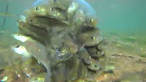 تحميل タッパーにミソをぬるだけで大漁 自作ハヤ捕りランプ お魚キラー ペットボトル どれが一番捕れる