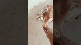 Tamil cow feeding #shorts
