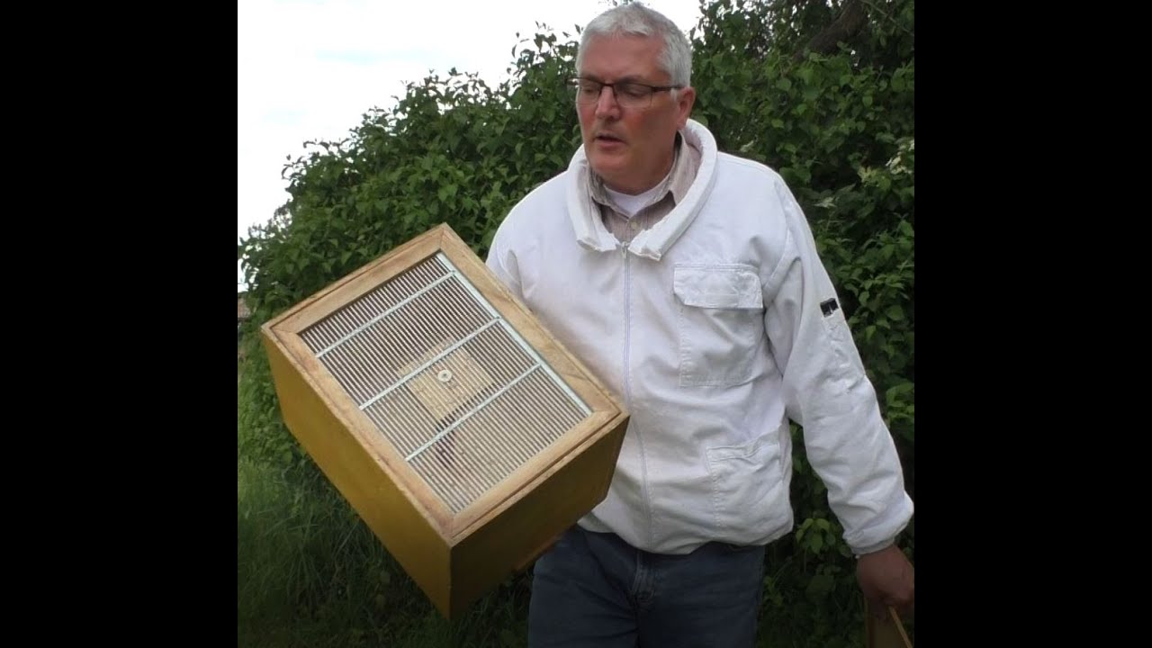Bienenschwärme einfangen mit Schwarmfangbeutel und  Schwarmfangkasten