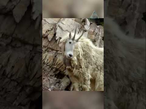 Горная драма. Охота медведя на горных коз.
