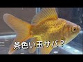 茶金の玉サバっぽい金魚を買ってきました！でも琉金でもないし。。。