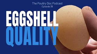 Why Did the Chicken Lay the Soft Shell Egg? Eggshell Quality, Calcium & Hen Health screenshot 5
