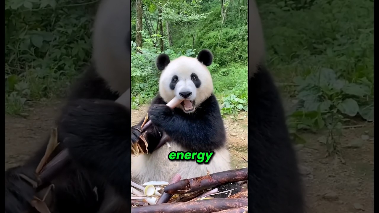 The Stupidest Creatures in the World #panda #shorts #animals