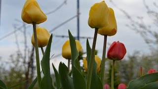 Весна цветение! Цветы в нашем саду! Названия. Весна цветение! Цветы в нашем саду! Названия.