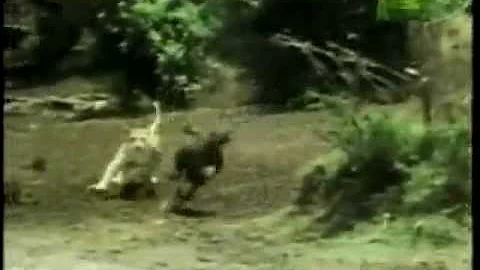 Top 10 animal hunts (extended) - part 2 (by odissey505)