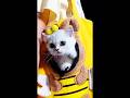 Adorable Kittens Compilation ❤❤❤ | Sweetest Kitties of 2026 😺 (I_LOVE_YOU_BABY_may 16A)