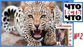 Дикие кошки. Как живут дикие кошки? / Кошки / Что Есть Что Дикие кошки. Как живут дикие кошки? / Кошки / Что Есть Что