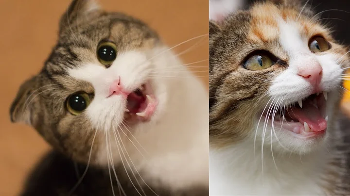 Video 11779281: baby cats kitten meowing, cats kittens meowing cute, funny cats kittens meowing