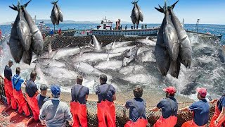 Amazing Giant Bluefin Tuna Catching on The Sea and Fish Processing - Fastest Tuna Fishing Net by kidsgametv 1,928 views 1 year ago 9 minutes, 12 seconds