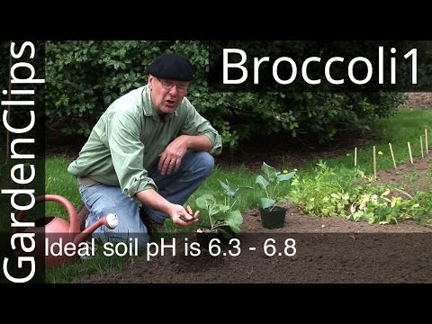How to Grow Broccoli, Cabbage, and Other Cole Crops - Part 1 Planting